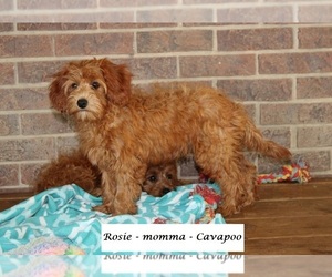 Mother of the Cavapoo (Miniature) puppies born on 10/11/2025