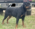 Small Photo #3 Rottweiler Puppy For Sale in RICHLAND, GA, USA