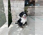 Puppy Urza Bernedoodle