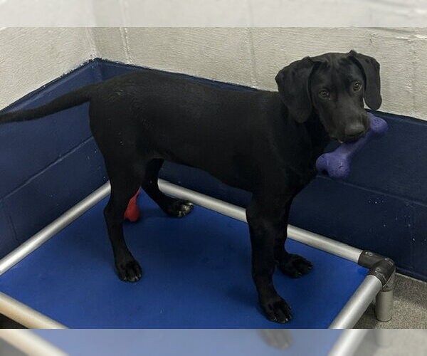 Medium Photo #1 Labrador Retriever-Unknown Mix Puppy For Sale in Sterling, MA, USA