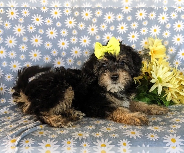 Medium Photo #4 Poodle (Miniature)-Shorkie Tzu Mix Puppy For Sale in KIRKWOOD, PA, USA