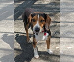 Small #18 Beagle