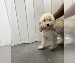 Cavapoo Puppy for sale in RIDGEWOOD, NY, USA