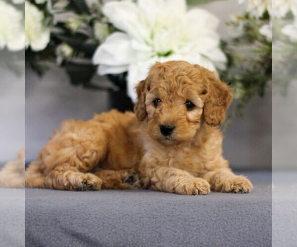 Medium Photo #5 Goldendoodle (Miniature) Puppy For Sale in EAST EARL, PA, USA
