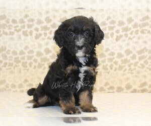Miniature Bernedoodle Puppy for sale in DENVER, PA, USA