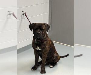 American Pit Bull Terrier Dogs for adoption in St. Cloud, FL, USA