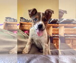 Small Mutt