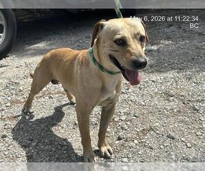 Black Mouth Cur-Labrador Retriever Mix Dogs for adoption in Ocala, FL, USA