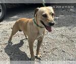 Small Black Mouth Cur-Labrador Retriever Mix