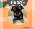 Puppy Buddy YorkiePoo