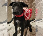 Small #16 Labrador Retriever Mix