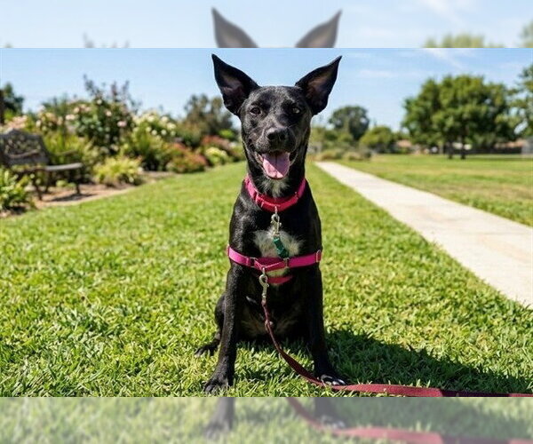 Medium Photo #2 Labrador Retriever-Unknown Mix Puppy For Sale in San Clemente, CA, USA