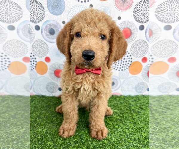 Medium Photo #1 Goldendoodle Puppy For Sale in Corona, CA, USA