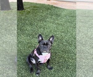 Faux Frenchbo Bulldog Puppy for sale in BUCKEYE, AZ, USA