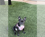 Bailey - Female Faux Frenchbo Bulldog Puppy for Sale - Small photo