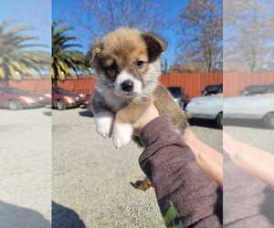 Pembroke Welsh Corgi Puppy for sale in OAKLEY, CA, USA