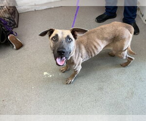 Mutt Dogs for adoption in San Bernardino, CA, USA
