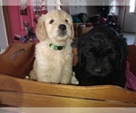 Small Photo #12 Goldendoodle Puppy For Sale in JEDDO, MI, USA