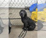 Small Mutt