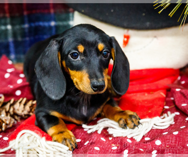 Medium Photo #38 Dachshund Puppy For Sale in WAKARUSA, IN, USA