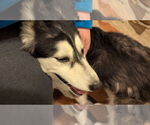 Small #19 Huskies  Mix