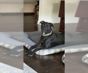 Labrador Retriever Dogs for adoption in San Antonio, TX, USA
