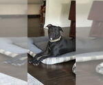 Small Labrador Retriever