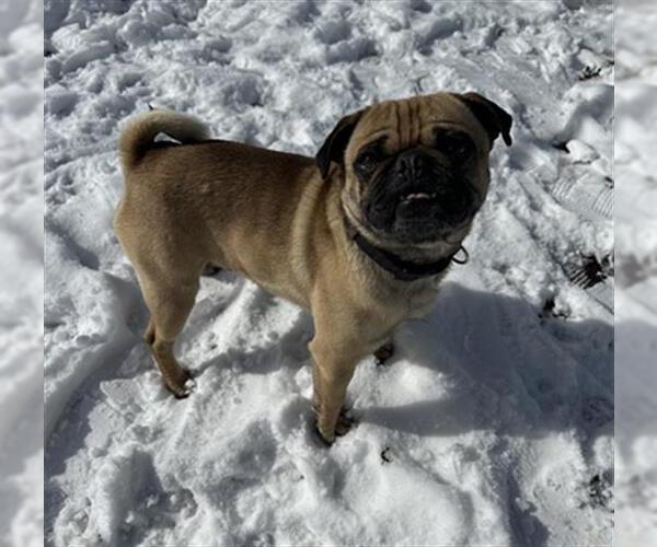 Medium Photo #1 Pug Puppy For Sale in Denver, CO, USA