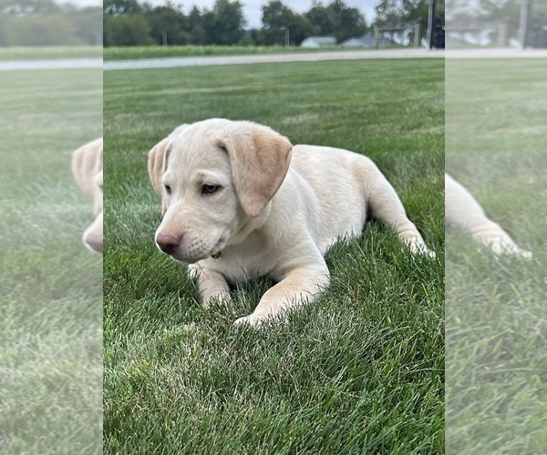 Medium Photo #6 Labrador Retriever Puppy For Sale in FREDERICKSBG, OH, USA