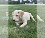 Oakley - Female Labrador Retriever Puppy for Sale - Photo #6