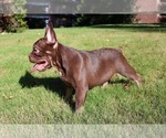 Small #2 French Bulldog