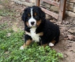 Small #8 Great Bernese