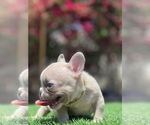 Small Photo #9 French Bulldog Puppy For Sale in BROADWAY MANCHESTER, CA, USA