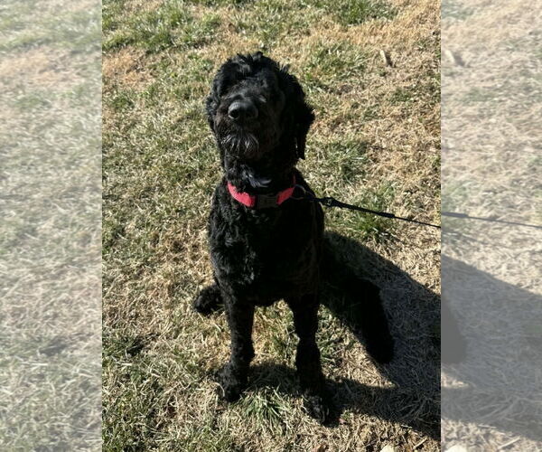 Medium Photo #4 Poodle (Standard)-Unknown Mix Puppy For Sale in Cookeville, TN, USA
