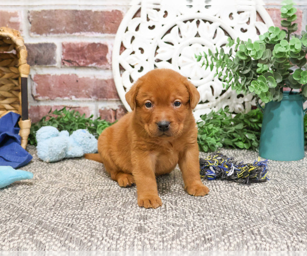 Medium Photo #2 Labrador Retriever Puppy For Sale in SYRACUSE, IN, USA