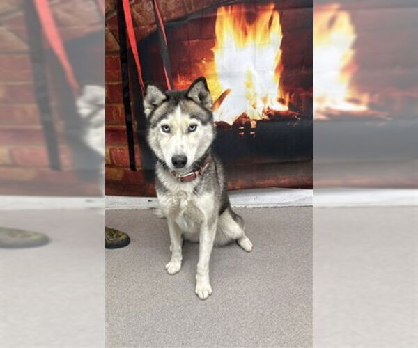 Medium Photo #1 Siberian Husky Puppy For Sale in San Bernardino, CA, USA