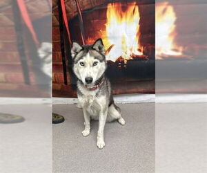 Siberian Husky Dogs for adoption in San Bernardino, CA, USA