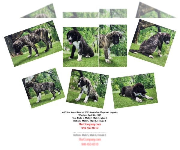 Medium Photo #1 Anatolian Shepherd Puppy For Sale in CUMBY, TX, USA