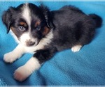 Small Photo #1 Miniature Australian Shepherd Puppy For Sale in HILLSBORO, OR, USA