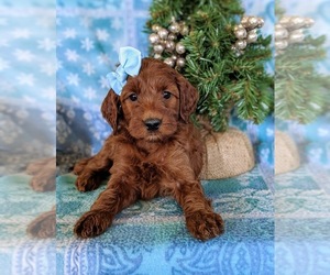 Irish Doodle Puppy for sale in PEACH BOTTOM, PA, USA