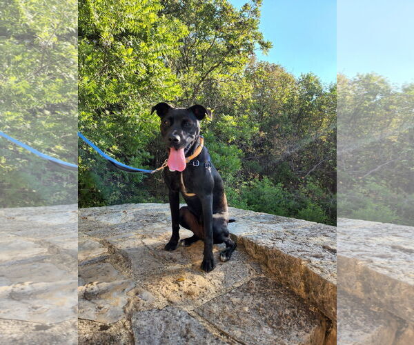 Medium Photo #3 American Pit Bull Terrier-Labrador Retriever Mix Puppy For Sale in McKinney, TX, USA