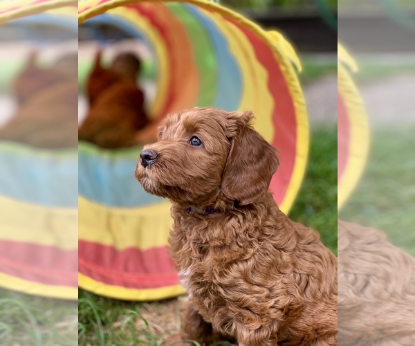 Medium Photo #12 Australian Labradoodle Puppy For Sale in MILL VALLEY, CA, USA