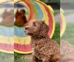 Small Photo #12 Australian Labradoodle Puppy For Sale in MILL VALLEY, CA, USA