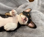 Small Photo #31 Bernedoodle-French Bulldog Mix Puppy For Sale in EL DORADO HILLS, CA, USA
