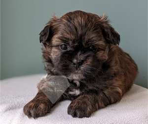 Shiranian Puppy for sale in WOLCOTTVILLE, IN, USA