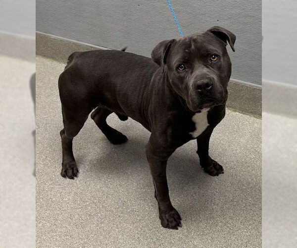 Medium Photo #1 Mutt Puppy For Sale in Las Vegas, NV, USA