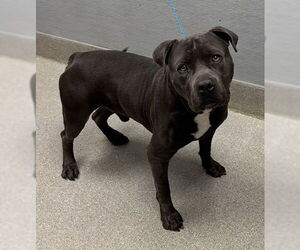 Mutt Dogs for adoption in Las Vegas, NV, USA