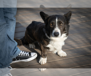 Father of the Cardigan Welsh Corgi puppies born on 02/20/2025