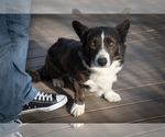 Small Photo #1 Cardigan Welsh Corgi Puppy For Sale in OXFORD, MI, USA