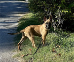 Small #2 Belgian Malinois